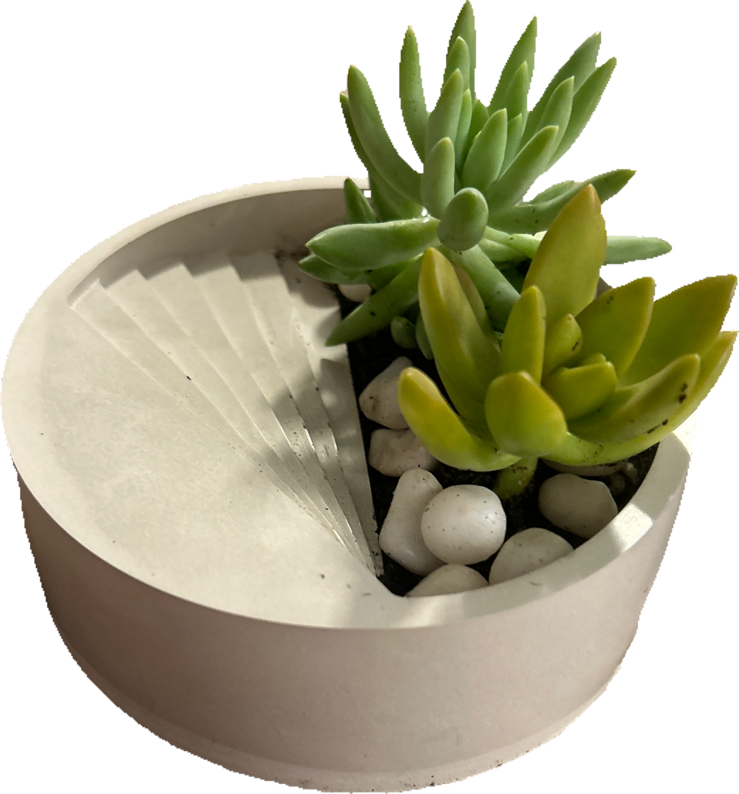 Succulent Planter with Succulents Craft Kit