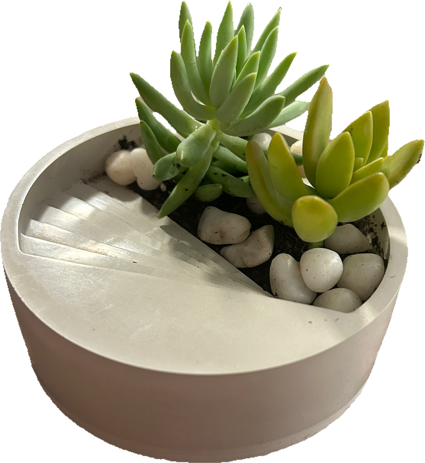 Succulent Planter with Succulents Craft Kit